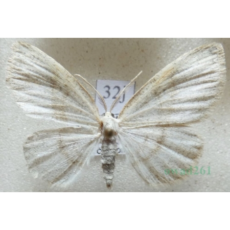 Cabera exanthemata (Scopoli, 1763) Ciemnokres brzozowiec Czech32j
